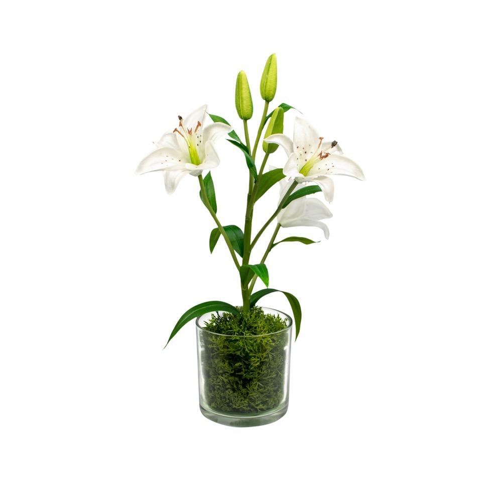Lily With Moss White