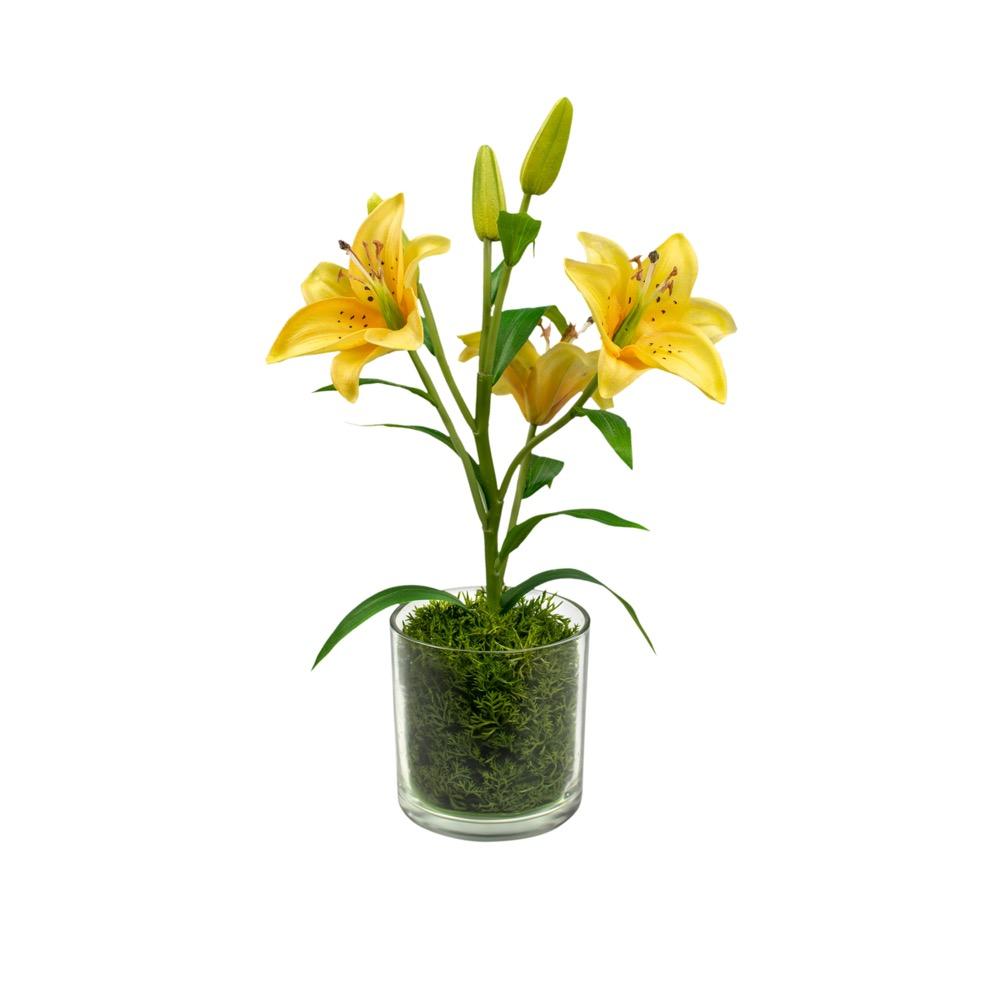 Lily With Moss Yellow