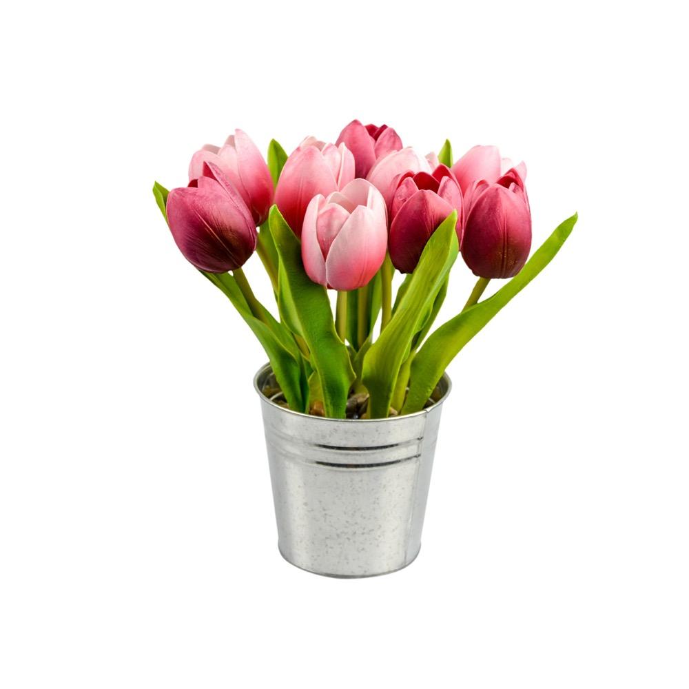 Tulip Pink 
