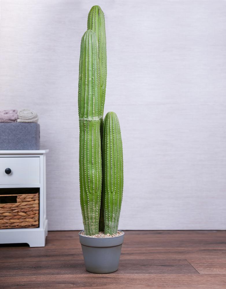 Cactus-62